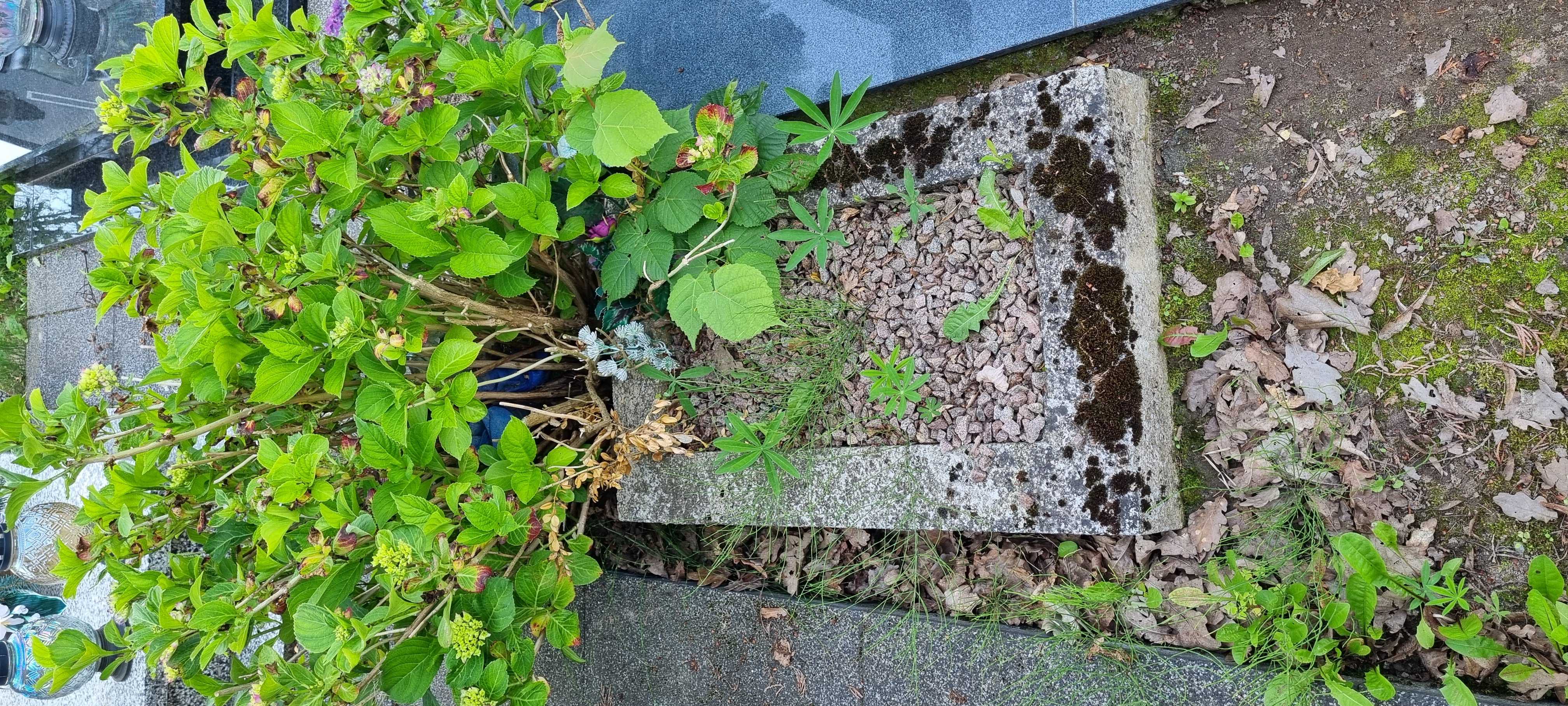 Elżbieta Góralczyk Świeszyno - Grobonet - Wyszukiwarka osób pochowanych