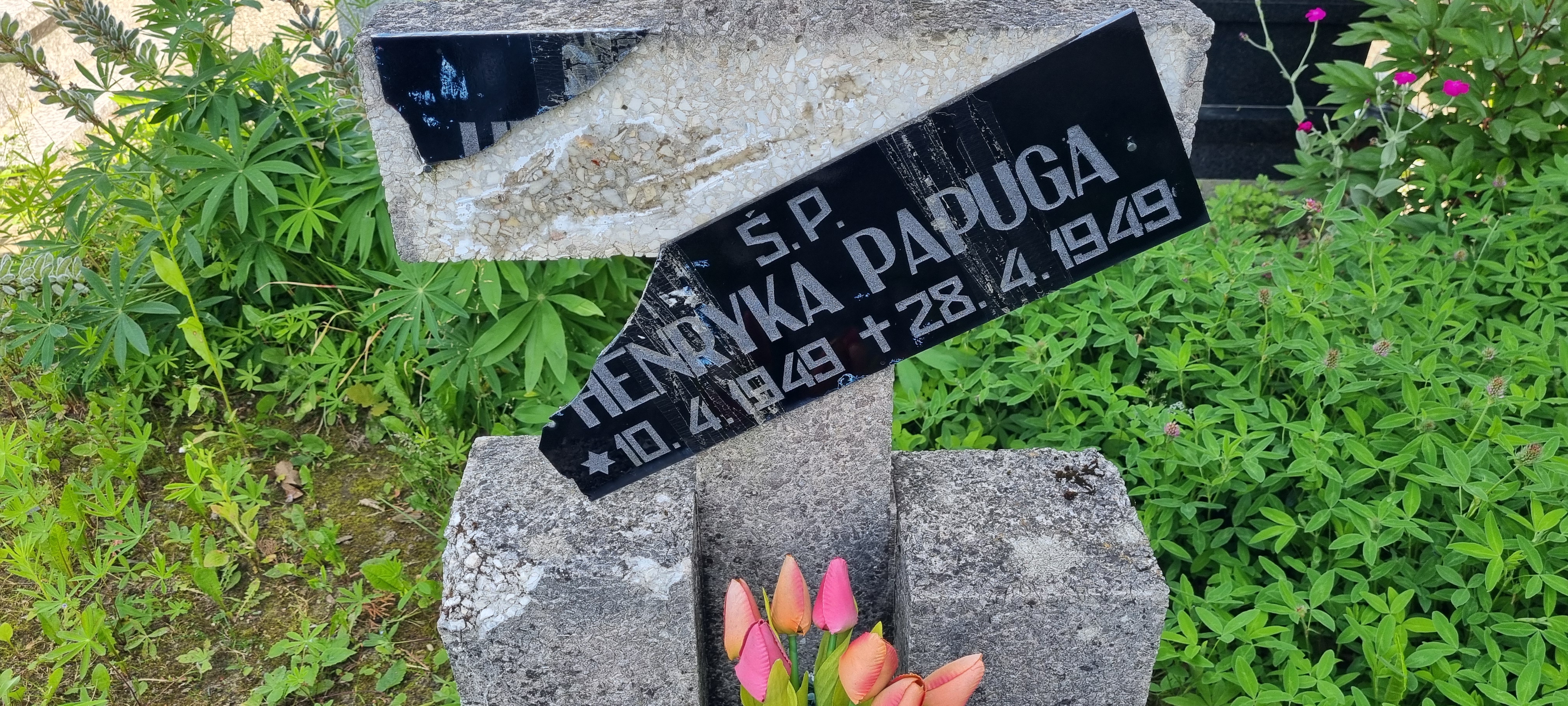 Henryka Papuga 1949 Świeszyno - Grobonet - Wyszukiwarka osób pochowanych